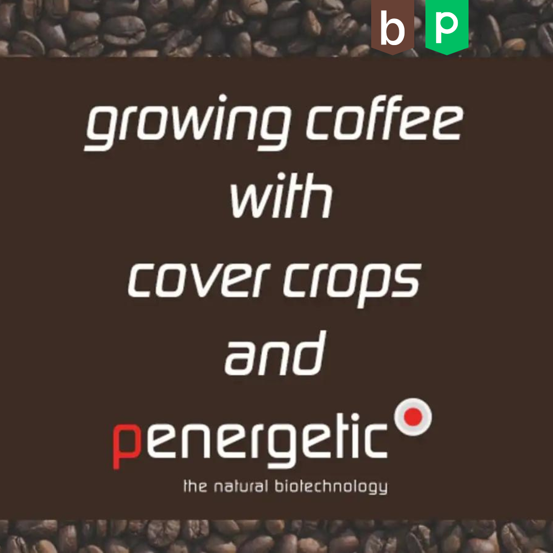 Vorteile beim Kaffeeanbau bei der Verwendung von Zwischenfrüchten und Penergetic