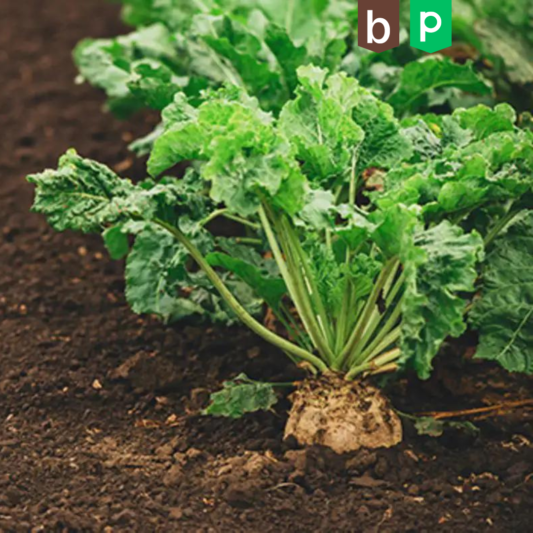 Studie des Instituts für Landwirtschaft der Universität für Biowissenschaften Warschau-SGGW