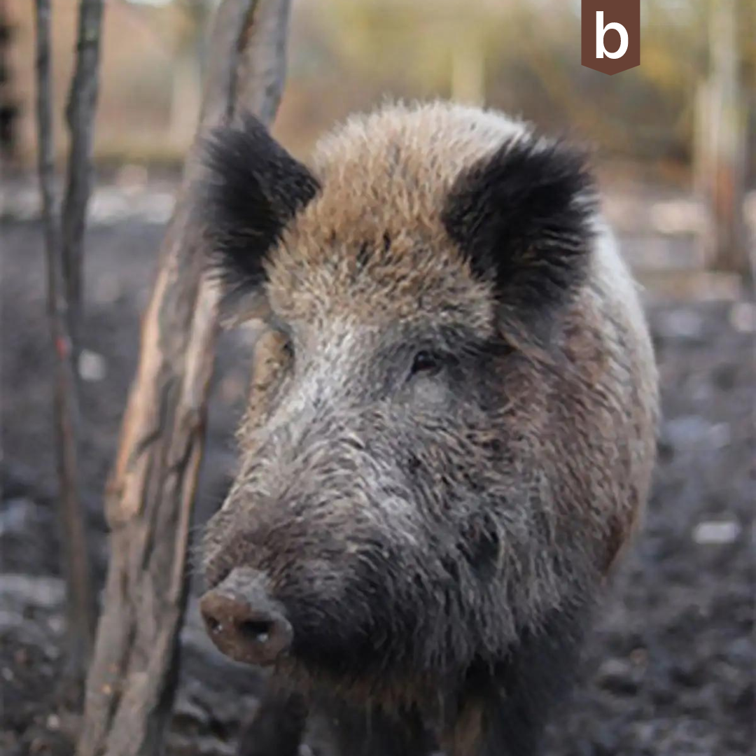 Probleme mit Wildverbiss?