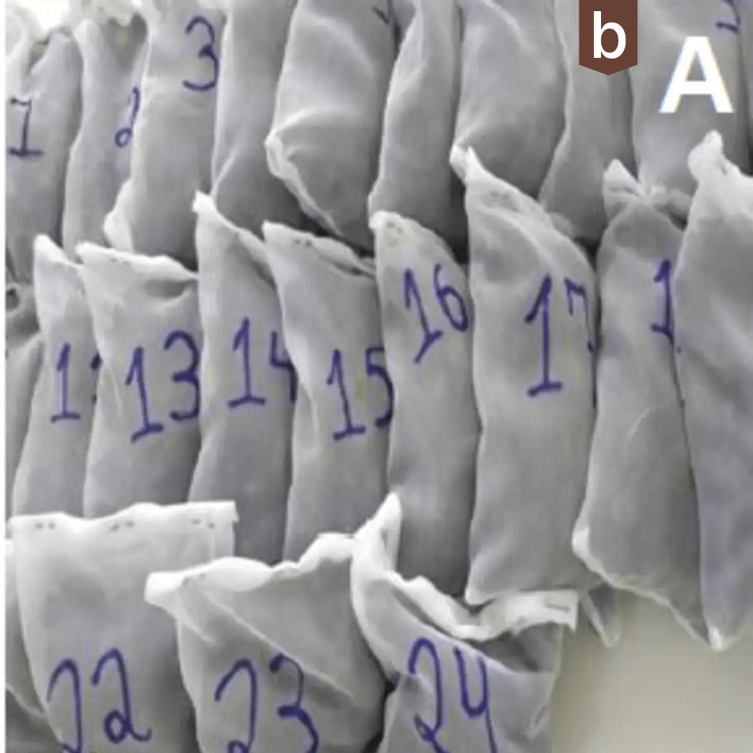 Netzbeutel-Test: penergetic b im Boden erhöht die biologische Aktivität, was zu einer höheren Zersetzungsrate führt.