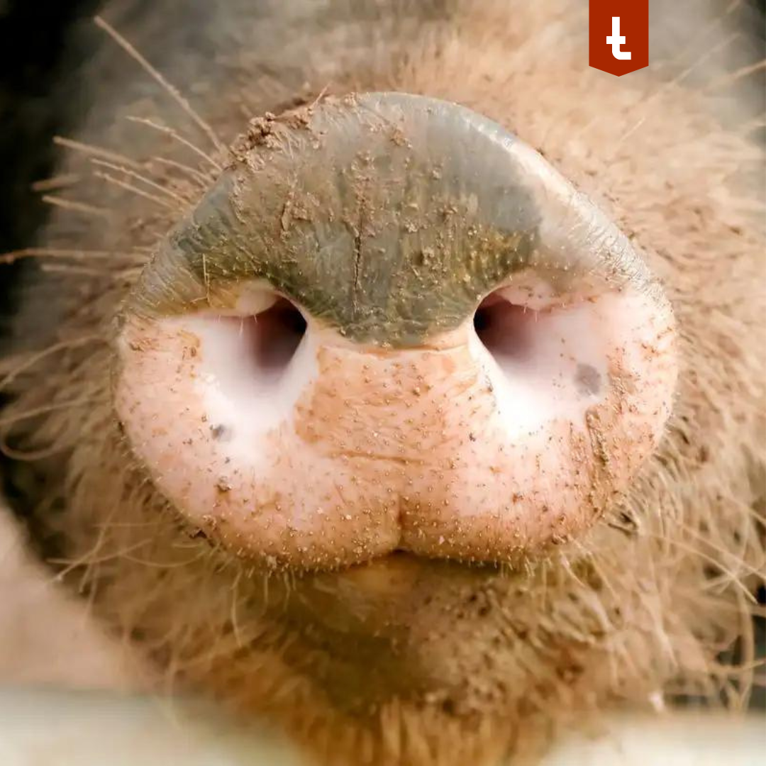 Versuch mit 1792 Schweinen in Irland: Bessere Futterverwertung und Gewichtszunahme