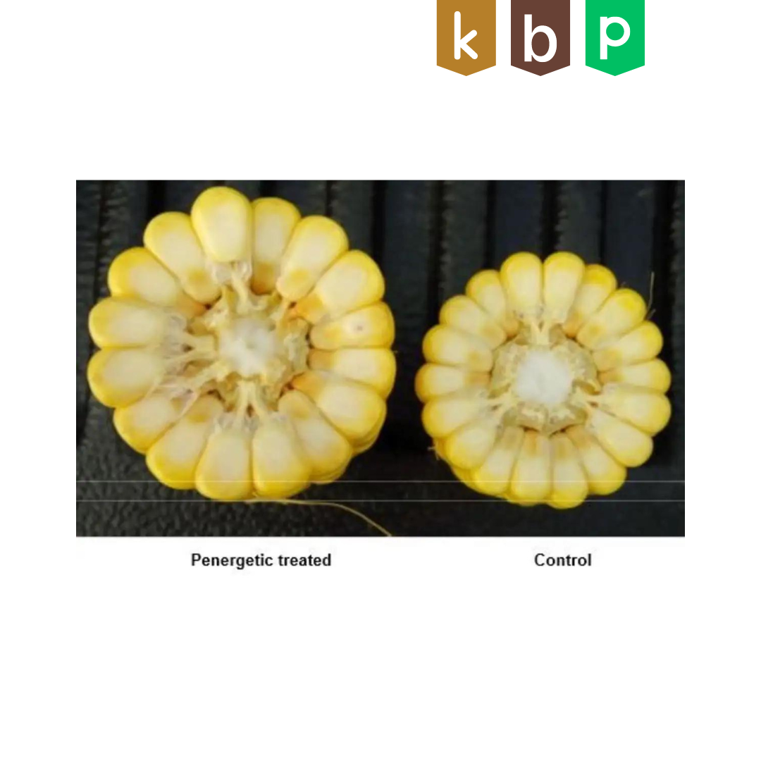 Besserer Ertrag im Mais