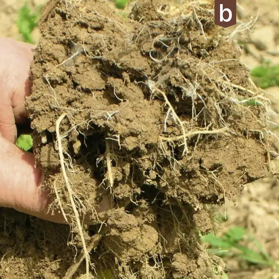 Trotz Trockenheit keine Ertragseinbussen beim Silogras