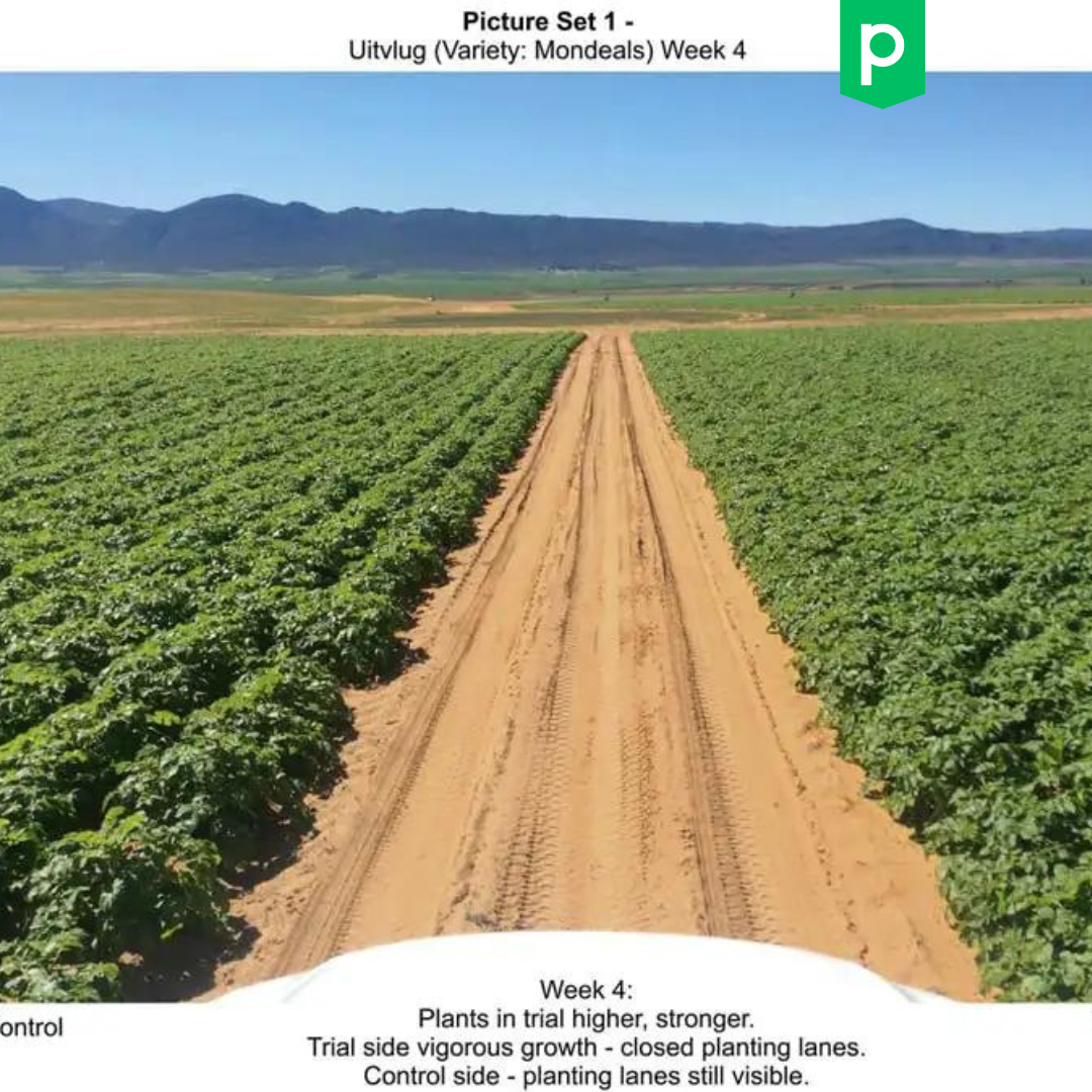 Reduktion der Spritzkosten und 15% mehr Ernte durch penergetic p