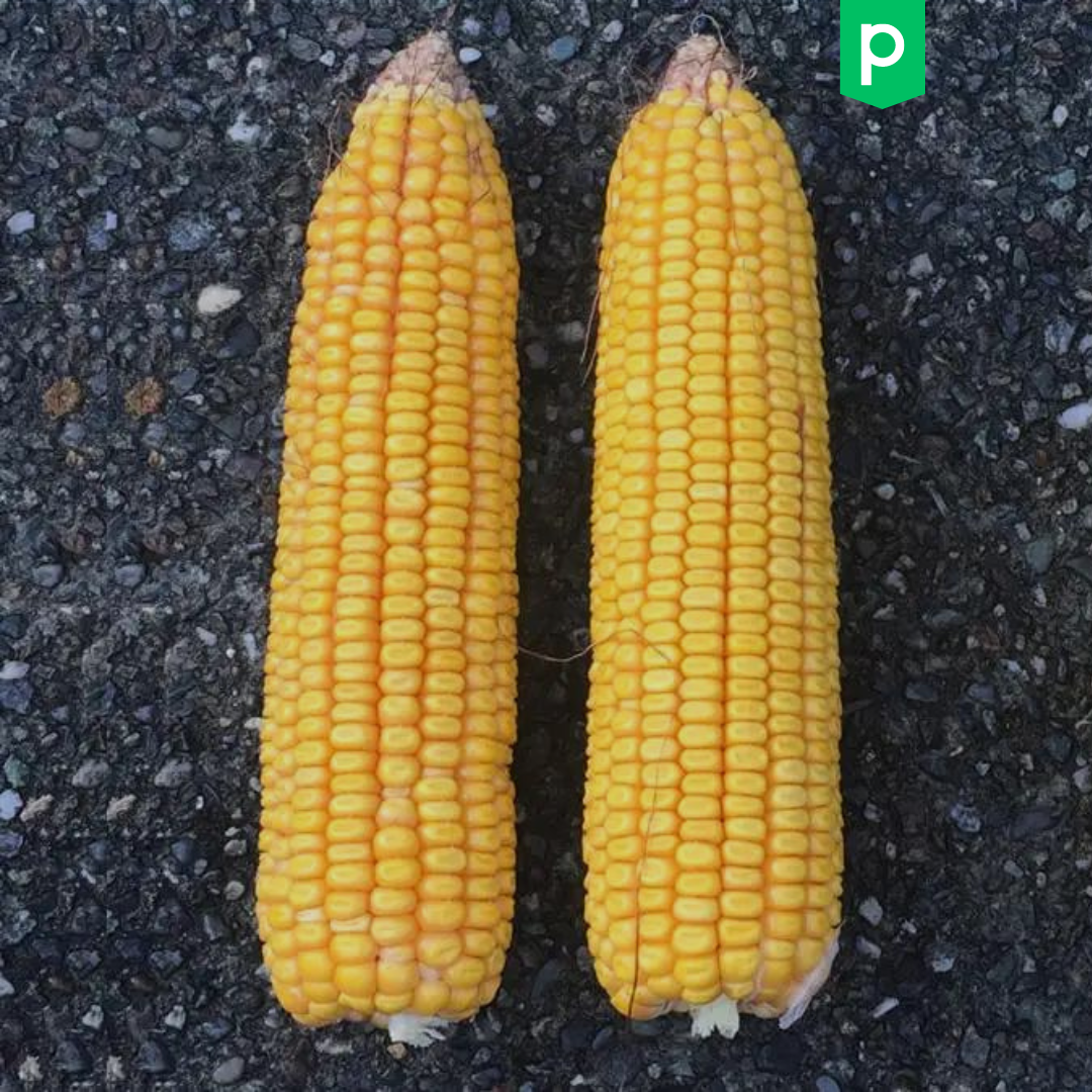 Silomais mit Blattapplikation